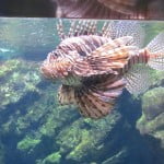 Aquarium Aquarium in Barcelona