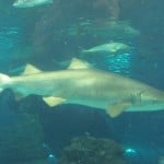 Aquarium3 Shark in Aquarium