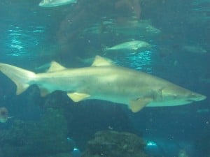Shark in Aquarium