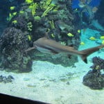 Aquarium5 Aquarium Barcelona